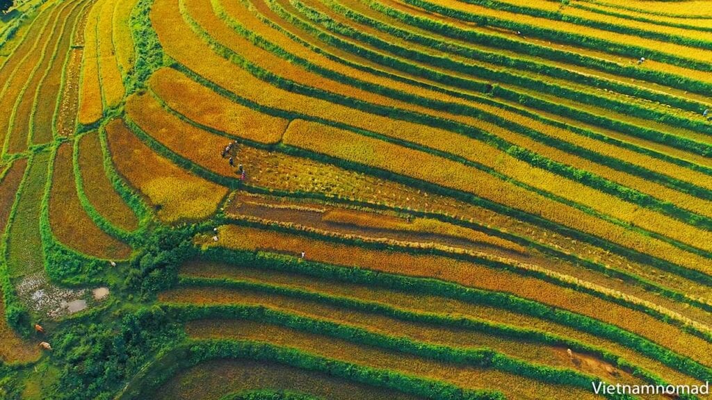 The best time to come to Sapa is from November to December when the rice fields are ripe