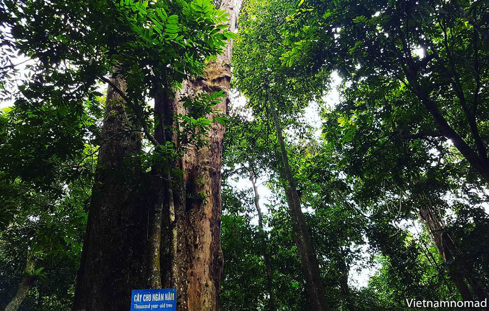 Cuc Phuong National Park