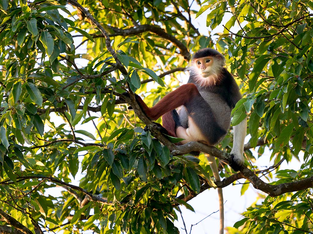 The red-shanked douc langurs are known as the "queen of primates".