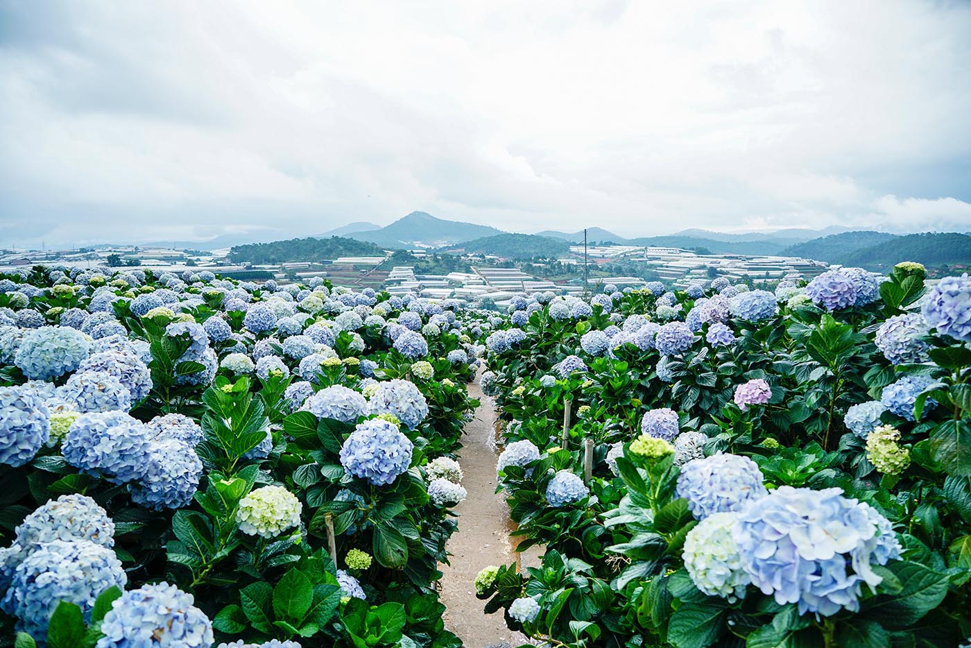The 15 best attractions in Dalat - Vietnamnomad